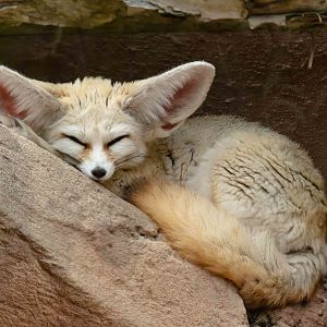 Fennec