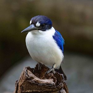 Forest Kingfisher