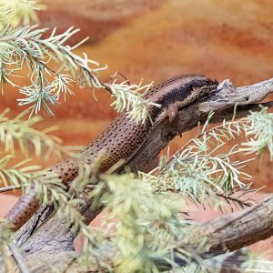 Goldfields Crevice Skink