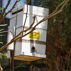Native Bee hive