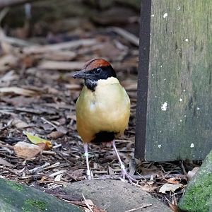 Noisy Pitta