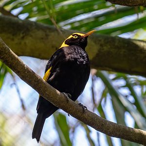 Regent Bowerbird