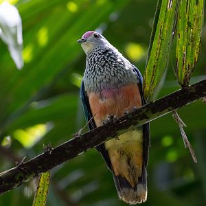 Rose crowned Fruit Dove