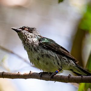 Metallic Starling juvenile