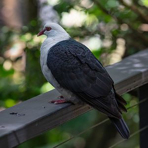 White-headed Pigeon