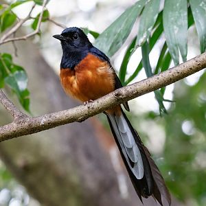 White-rumped Shama