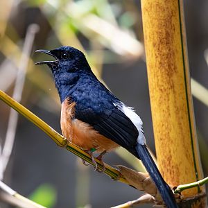 White-rumped Shama