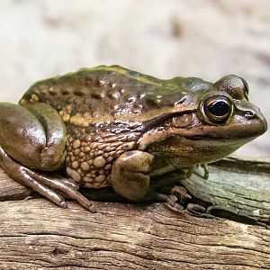 Yellow-spotted Bell Frog