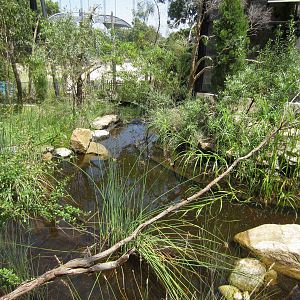 Waterhole in Arid Aviary