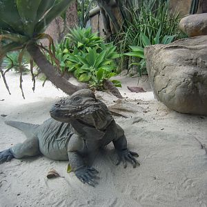 Rhinoceros Iguana and enclosure