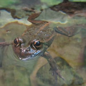 Yellow-spotted Bell Frog