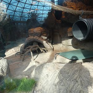 Other half of Sand Cat exhibit