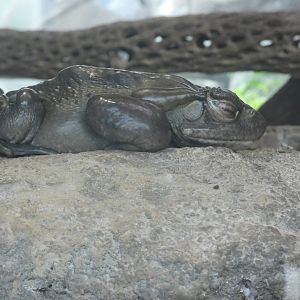 Colorado River Toad