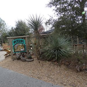 Ocelot exhibit area