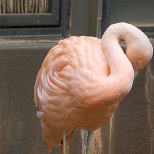 Chilean Flamingo