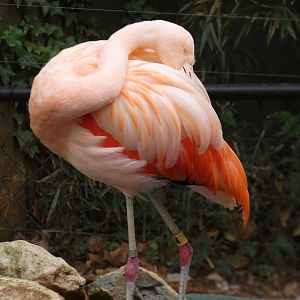 Chilean Flamingo