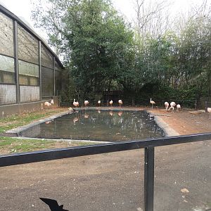 Chilean Flamingo exhibit