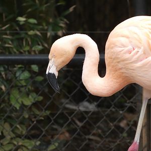 Chilean Flamingo