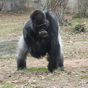 Western Lowland Gorilla