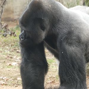 Western Lowland Gorilla
