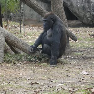 Western Lowland Gorilla