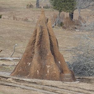 Fake termite mound 1