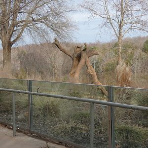 Scratching tree in Elephant exhibit