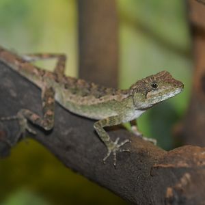 Ishigaki tree lizard (Diploderma polygonatum ishigakiense)