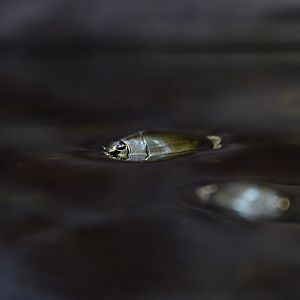 Ryukyu whirligig beetle (Dineutus mellyi insularis)