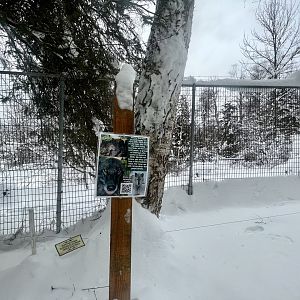 Grey Wolf Exhibit
