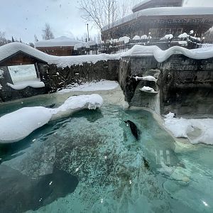 Harbor Seal Exhibit
