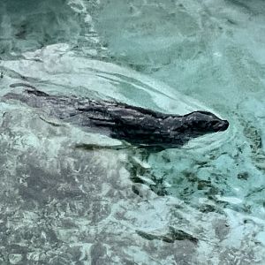 Harbor Seal
