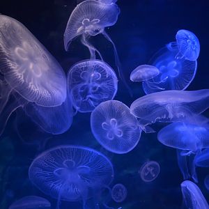 Northwest Pacific moon jellyfish (Aurelia coerulea)