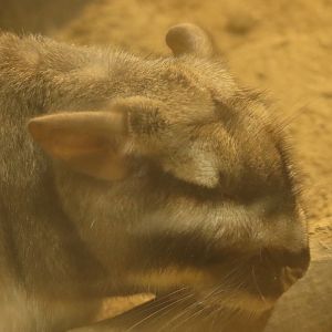 Plains viscacha