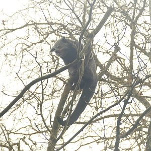 Binturong, 5 January 2023