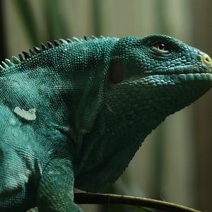 Fiji crested iguana