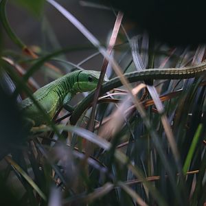 Green grass lizard (Takydromus smaragdinus)