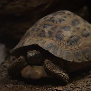 Madagascan Flat-tailed tortoise