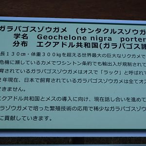 Galapagos tortoise sign