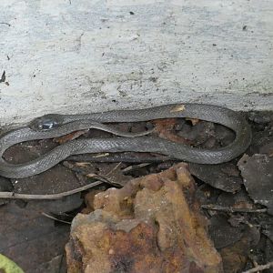 White-lipped herald snake