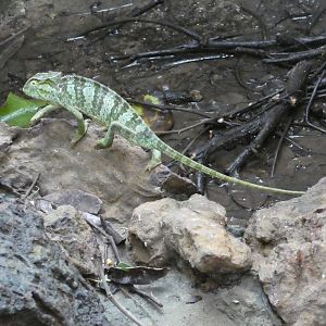 Senegal chameleon