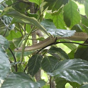 Western forest egg-eating snake