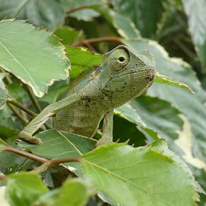 Senegal chameleon