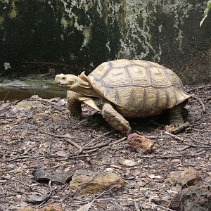 African spurred tortoise