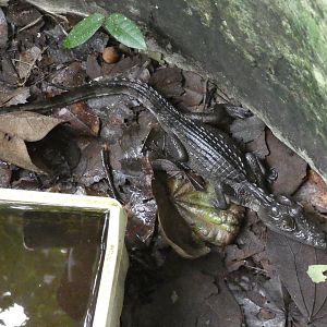 West African crocodile