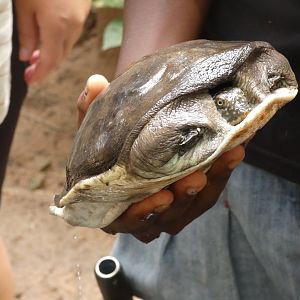 Senegal soft-shell turtle