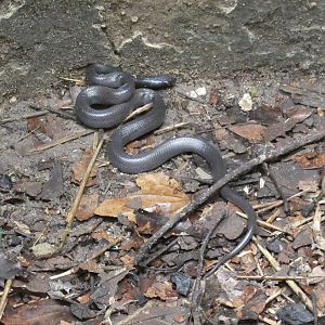African house snake