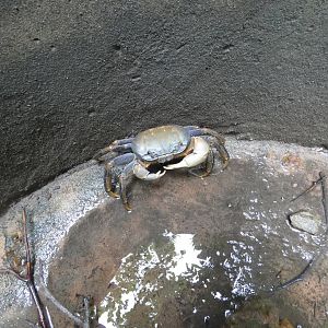 Land crab