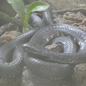 Red-necked spitting cobra