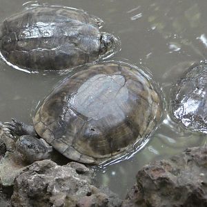 West African mud turtle